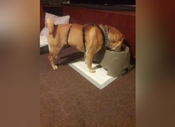 Briosa (Otto) sucht dringend neues Zuhause