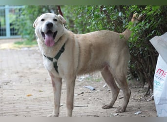 Yukka - freundlicher Rüde, der es liebt gestreichelt zu werden