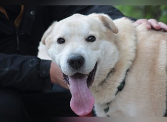 Yukka - freundlicher Rüde, der es liebt gestreichelt zu werden