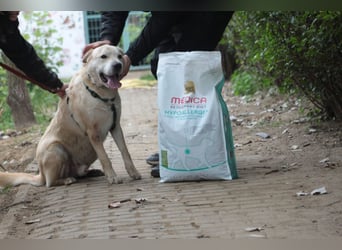 Yukka - freundlicher Rüde, der es liebt gestreichelt zu werden