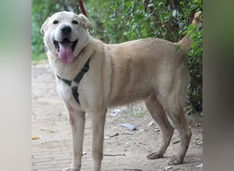 Yukka - freundlicher Rüde, der es liebt gestreichelt zu werden