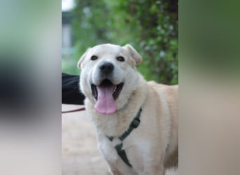 Yukka - freundlicher Rüde, der es liebt gestreichelt zu werden