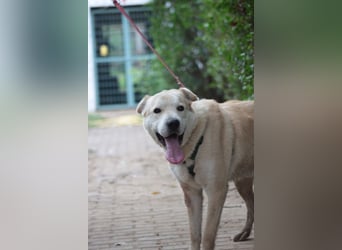 Yukka - freundlicher Rüde, der es liebt gestreichelt zu werden