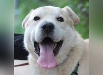 Yukka - freundlicher Rüde, der es liebt gestreichelt zu werden