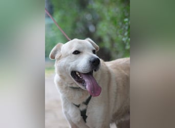 Yukka - freundlicher Rüde, der es liebt gestreichelt zu werden