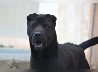 Perengano, traumhafter Shar Pei-Mix, freundlich verspielt und verkuschelt
