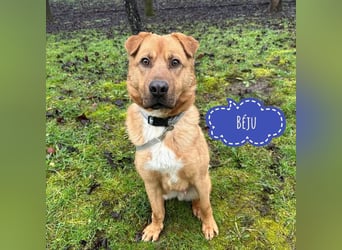 Béju möchte gefallen