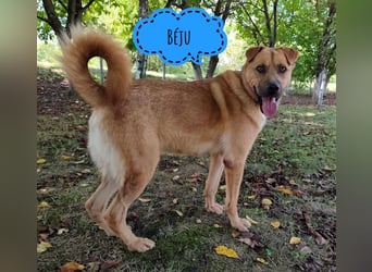 Béju möchte gefallen