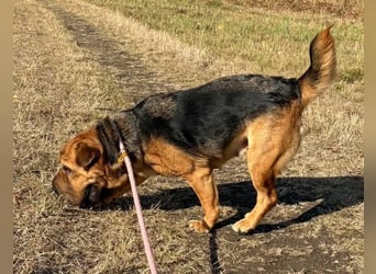 Mandula, kleine Käpferin auf 3 Beinen sucht ihr Glück bei lieben Menschen !