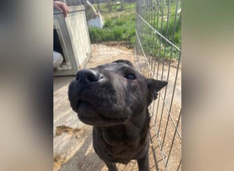 Piggy bereit für ein neues Leben an deiner Seite