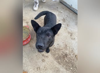 Piggy ist bereit fürs Abenteuer