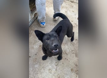 Piggy bereit für ein neues Leben an deiner Seite