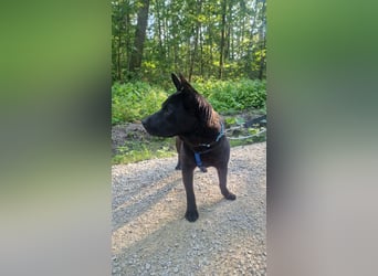 Piggy wartet in Deutschland