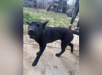 Piggy bereit für ein neues Leben an deiner Seite