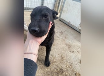 Piggy bereit für ein neues Leben an deiner Seite