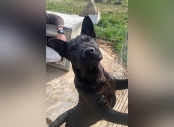 Piggy ist bereit fürs Abenteuer