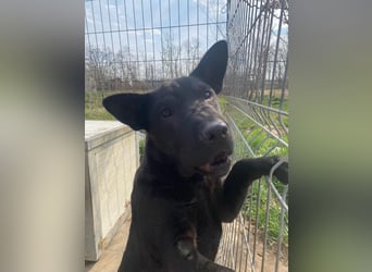 Piggy bereit für ein neues Leben an deiner Seite