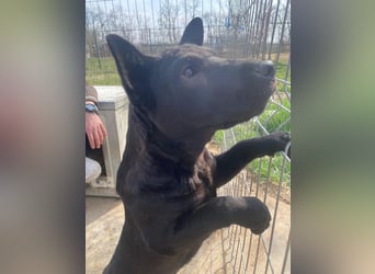 Piggy ist bereit fürs Abenteuer