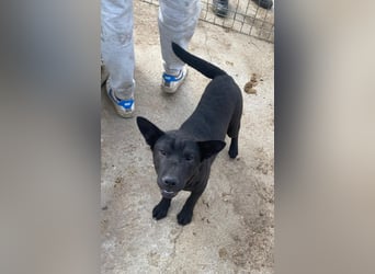 Piggy bereit für ein neues Leben an deiner Seite