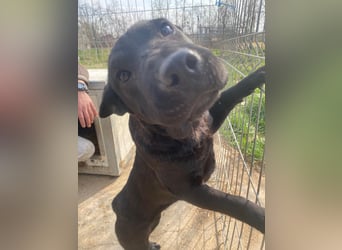 Piggy ist bereit fürs Abenteuer