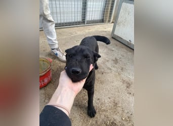 Piggy bereit für ein neues Leben an deiner Seite