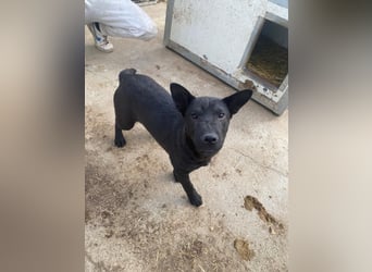 Piggy ist bereit fürs Abenteuer