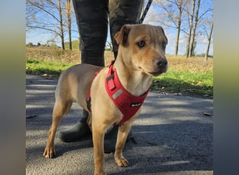 Libby, geboren 06.2025, 41cm sucht ihr Körbchen