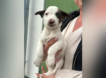 Pearl, geboren 02.07.2025, 23cm sucht ihre Menschen