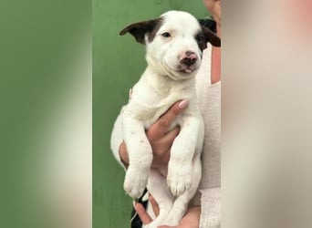 Pearl, geboren 02.07.2025, 23cm sucht ihre Menschen