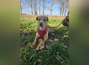 Libby, geboren 06.2025, 41cm sucht ihr Körbchen