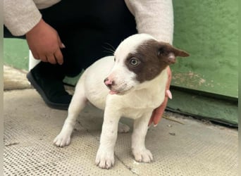 Pearl, geboren 02.07.2025, 23cm sucht ihre Menschen