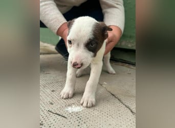 Pearl, geboren 02.07.2025, 23cm sucht ihre Menschen