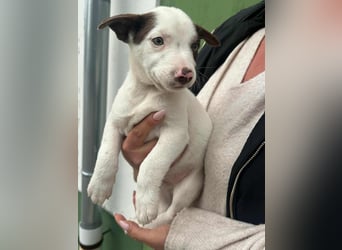 Pearl, geboren 02.07.2025, 23cm sucht ihre Menschen