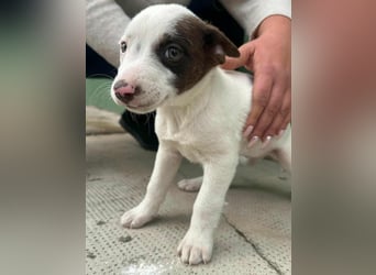 Pearl, geboren 02.07.2025, 23cm sucht ihre Menschen