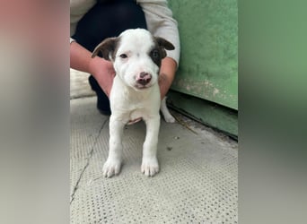 Pearl, geboren 02.07.2025, 23cm sucht ihre Menschen