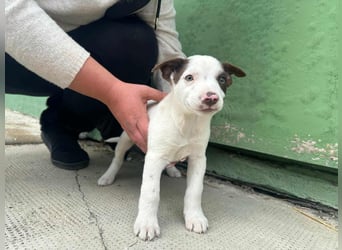 Pearl, geboren 02.07.2025, 23cm sucht ihre Menschen