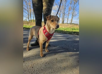 Libby, geboren 06.2025, 41cm sucht ihr Körbchen