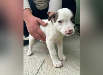 Pearl, geboren 02.07.2025, 23cm sucht ihre Menschen