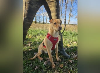 Libby, geboren 06.2025, 41cm sucht ihr Körbchen