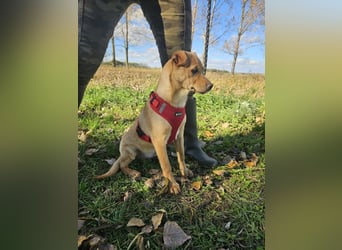 Libby, geboren 06.2025, 41cm sucht ihr Körbchen