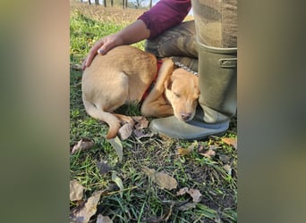 Libby, geboren 06.2025, 41cm sucht ihr Körbchen