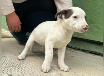 Pearl, geboren 02.07.2025, 23cm sucht ihre Menschen