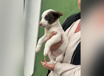 Pearl, geboren 02.07.2025, 23cm sucht ihre Menschen