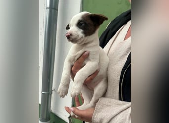 Pearl, geboren 02.07.2025, 23cm sucht ihre Menschen