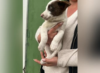 Pearl, geboren 02.07.2025, 23cm sucht ihre Menschen