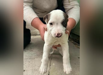 Pearl, geboren 02.07.2025, 23cm sucht ihre Menschen