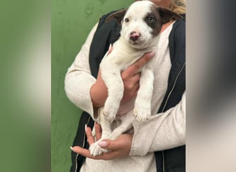 Pearl, geboren 02.07.2025, 23cm sucht ihre Menschen