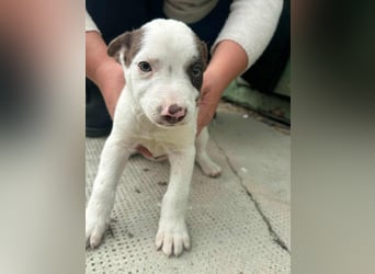 Pearl, geboren 02.07.2025, 23cm sucht ihre Menschen
