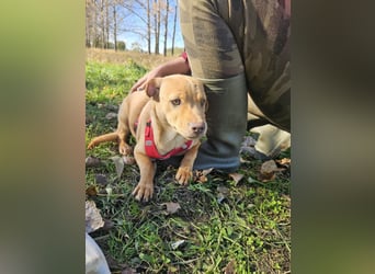 Libby, geboren 06.2025, 41cm sucht ihr Körbchen