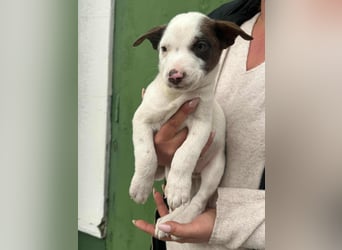 Pearl, geboren 02.07.2025, 23cm sucht ihre Menschen